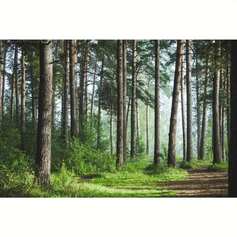 Papier peint panoramique forêt, sous-bois brumeux pour le salon